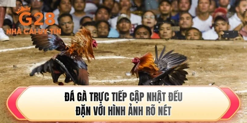 Đá gà trực tiếp cập nhật đều đặn với hình ảnh rõ nét